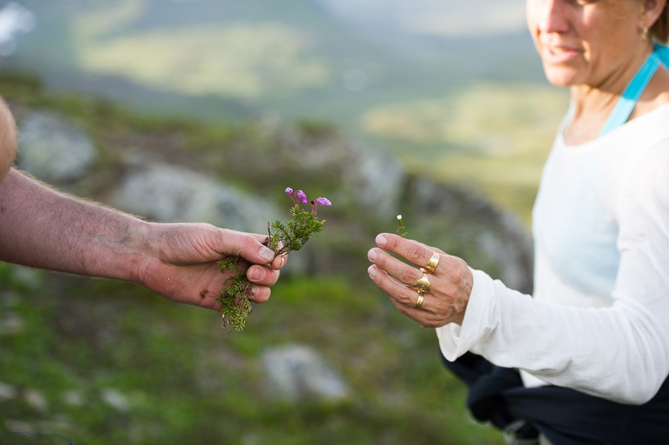Det finns många fjällblommar att titta på.