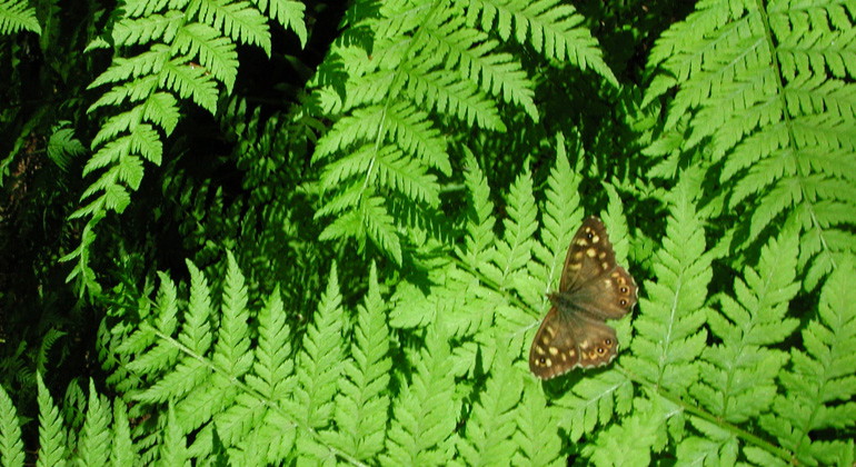 Fjäril på ormbunke i Storröjningsmorans naturreservat.