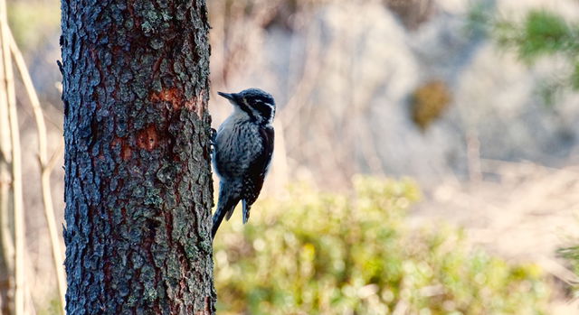 Gräsberget, Naturreservat