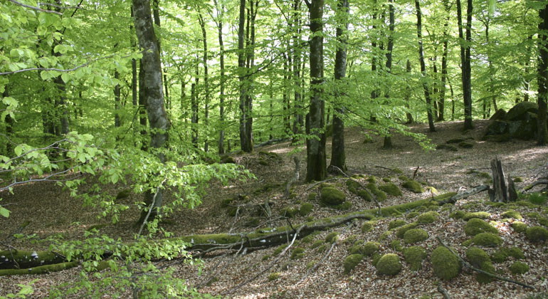 skog