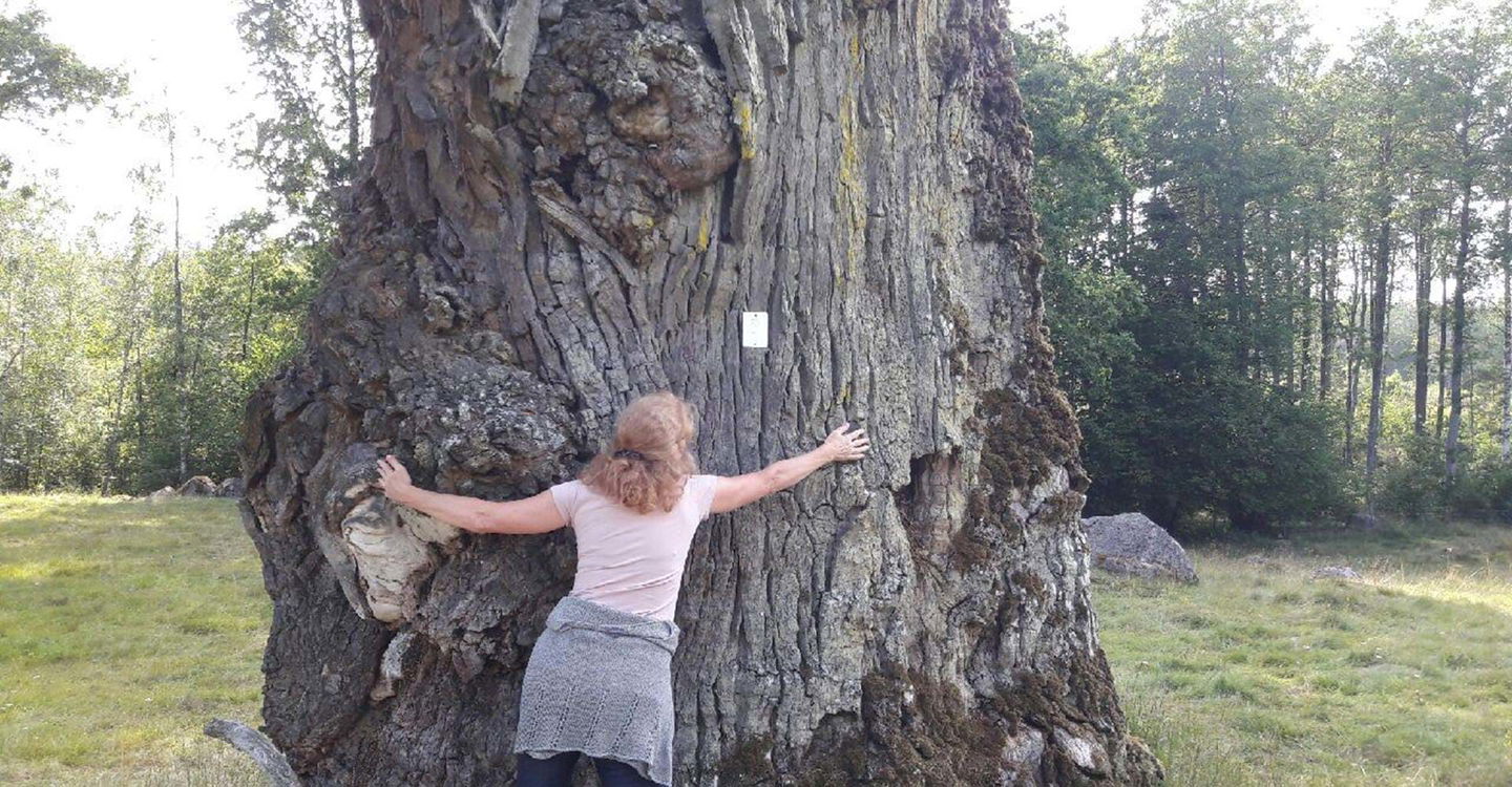 Lagnebrunnaeken - Östergötlands största ek.
Etapp:  Boxholm - Trehörna.
Boxholm
