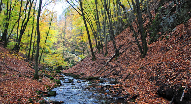 Axelstorpsravinen.