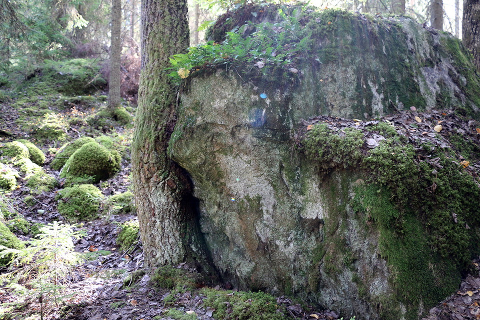 Träd som böjer sig för sten.