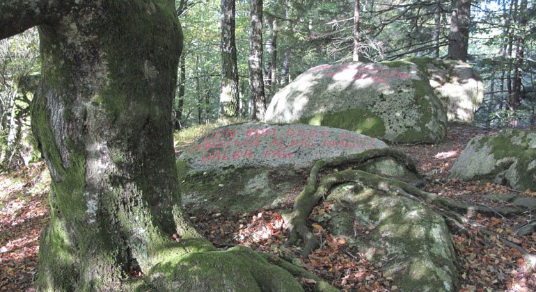 Träd och sten på marken i reservatet