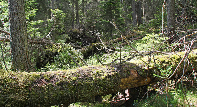 Kvarnberget, Naturreservat