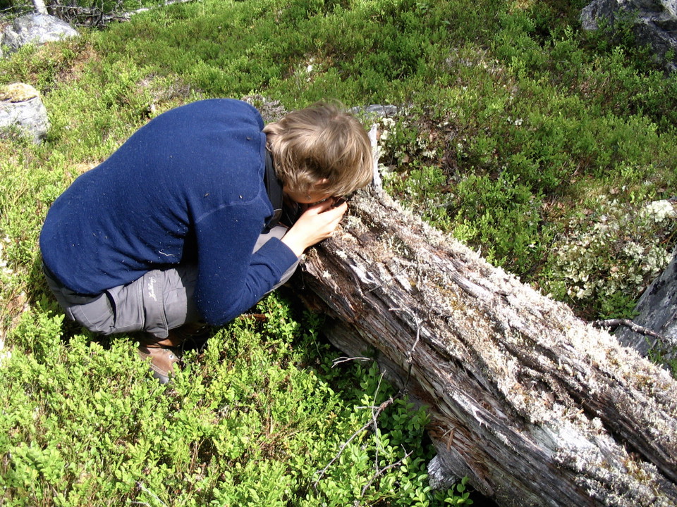 Kvinna tittar på död ved full med liv.