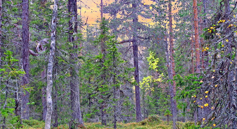 Gammelskog i naturreservatet Rumpunen.