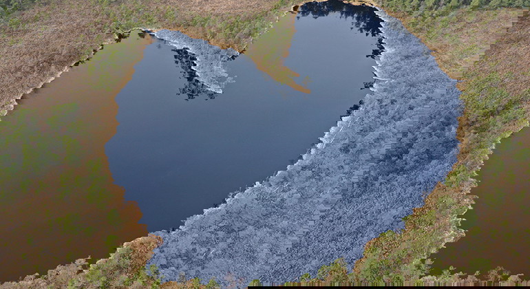 Drönarbild med skog och vatten