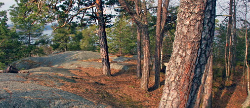 Korpberget - viktigt biotopskyddsområde för friluftsliv och biologisk mångfald.