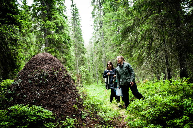 Svarttjärns vandringsstig