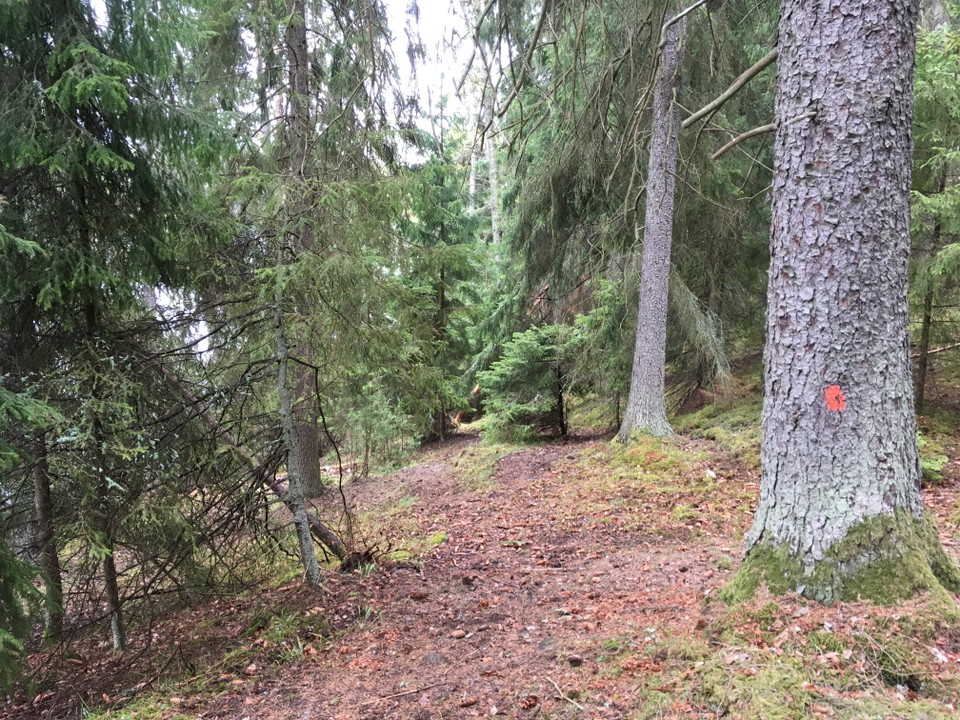 Närbild på en grov trädstam med orange markering vid en skogsstig.