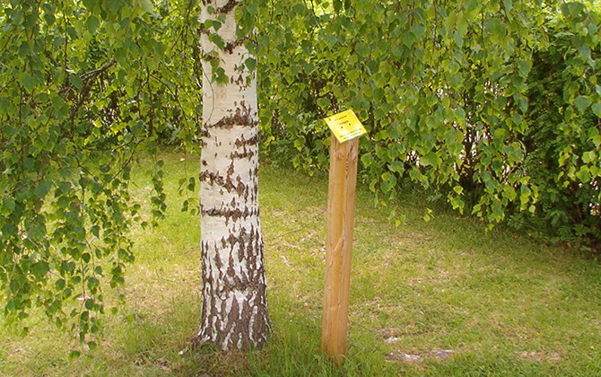 Blomstigen, Bispfors