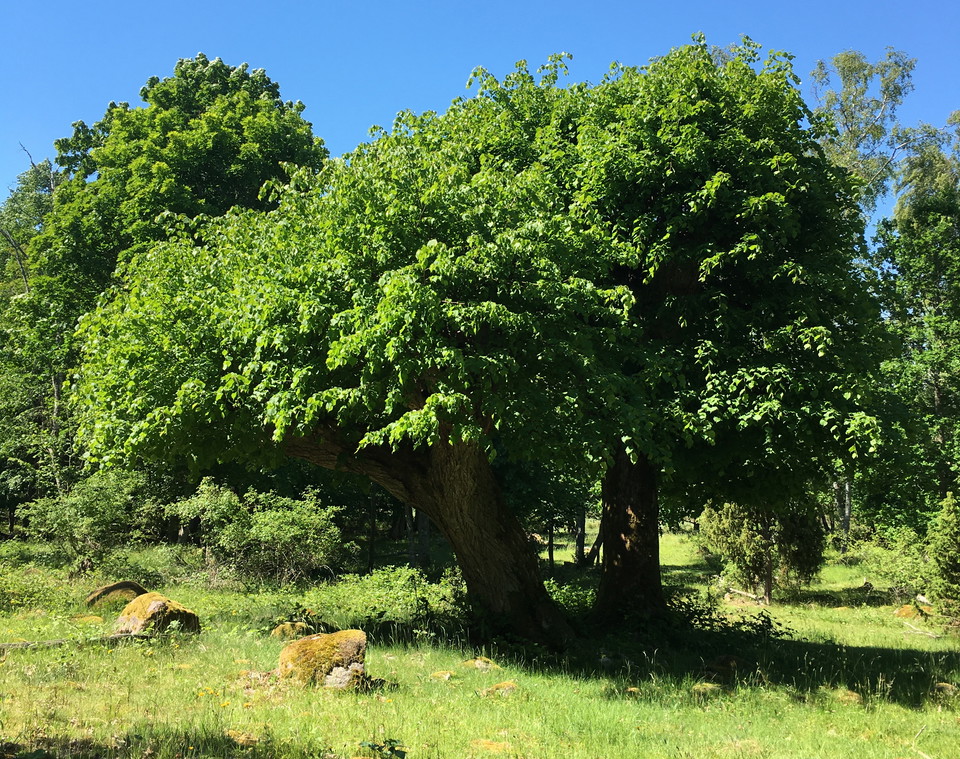 Sommar på Lindö