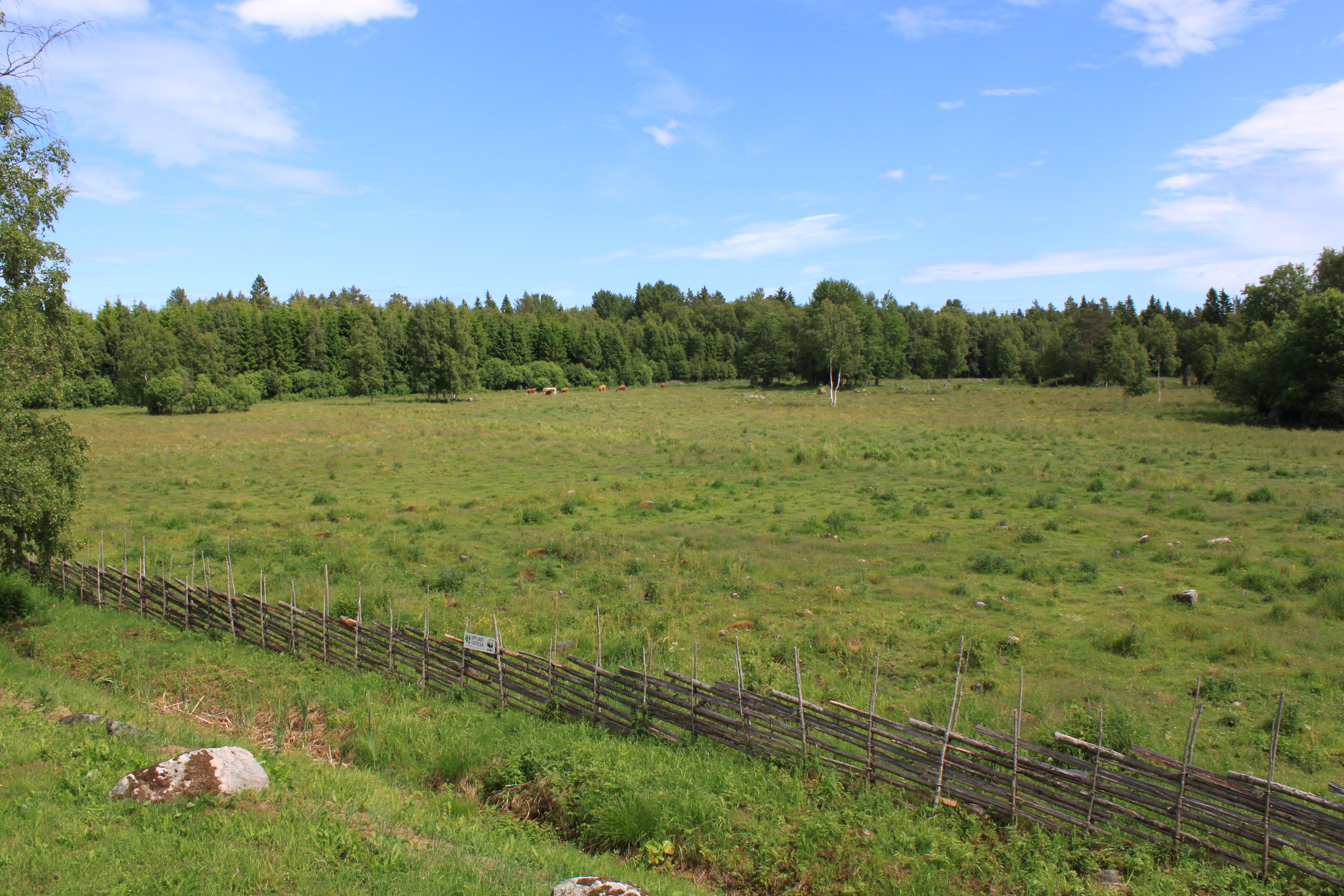 I en stor gräshage är omgiven av en gärdesgård går en flock kor.