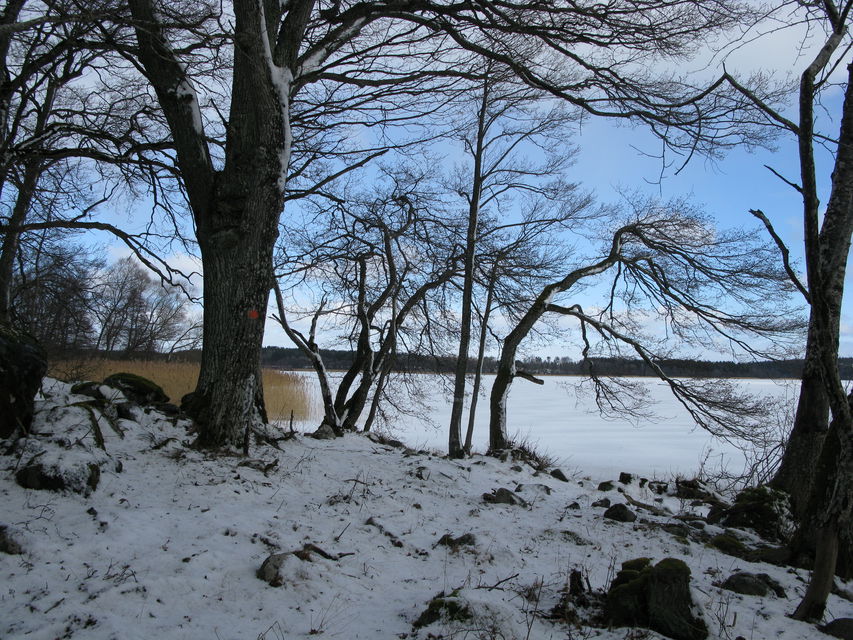 En lund med kala lövträd och snötäckt mark vid en sjö.