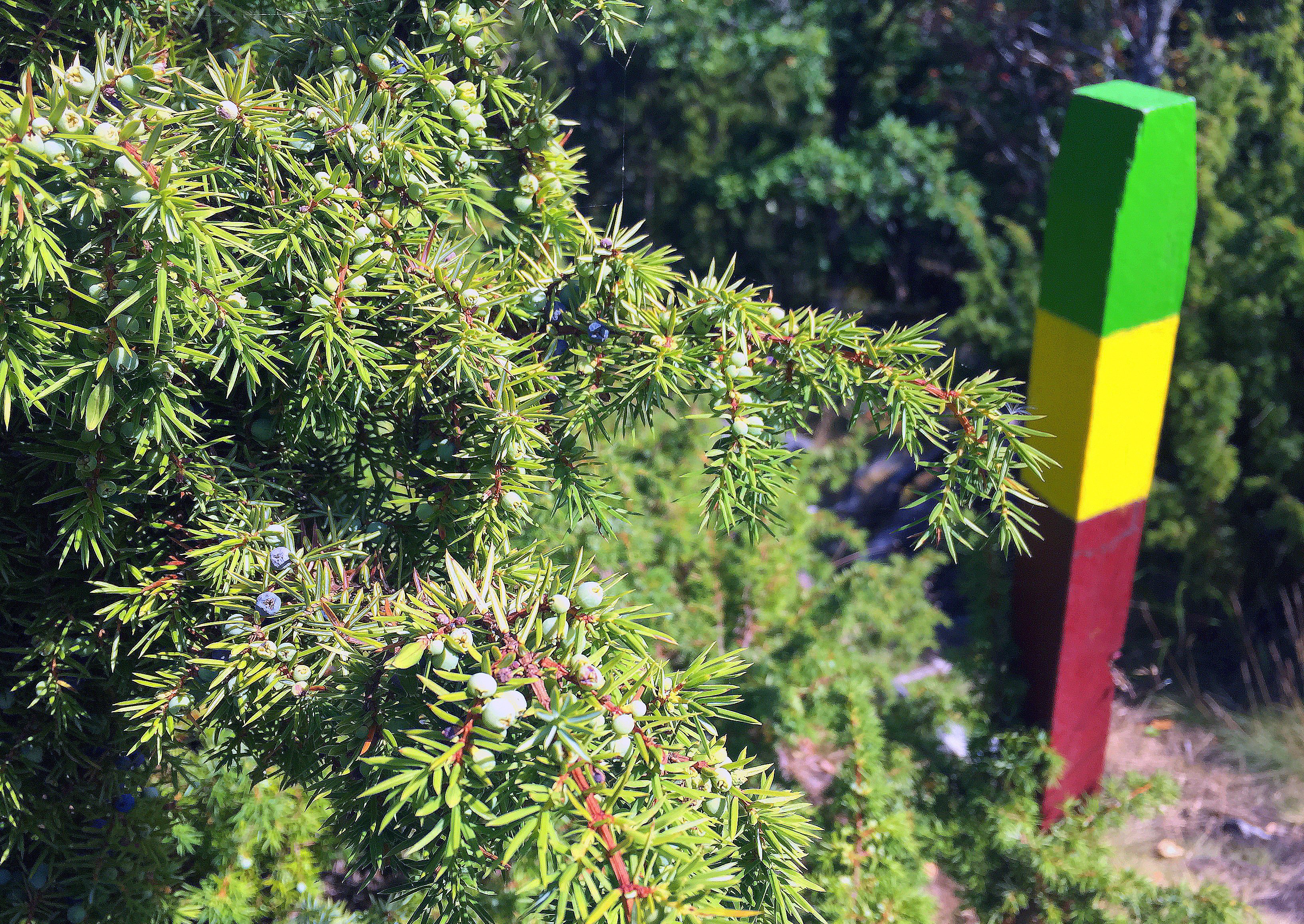 Enbuske och stolpe med ledmarkeringar i grönt, gult och rött.