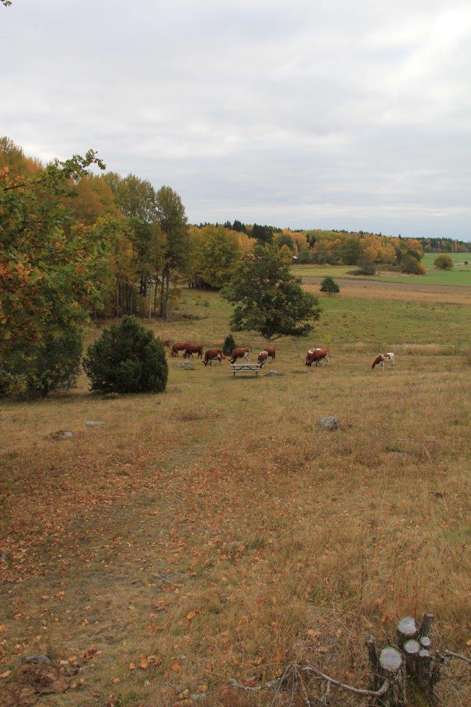 En flock kor går i en stor beteshage. Bredvid korna står ett bänkbord.
