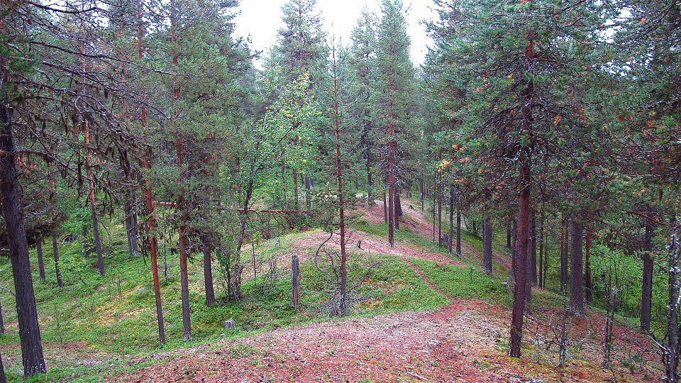 A ridge with coniferous forest. 