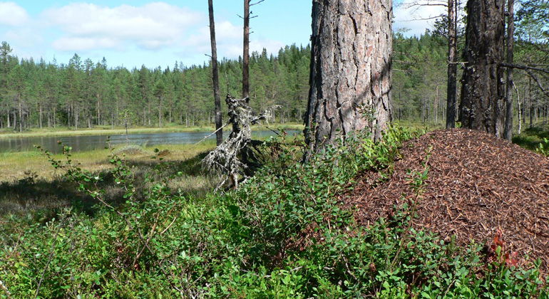 Myrstack vid solvarm tallstam på Kamptjärnens strand.