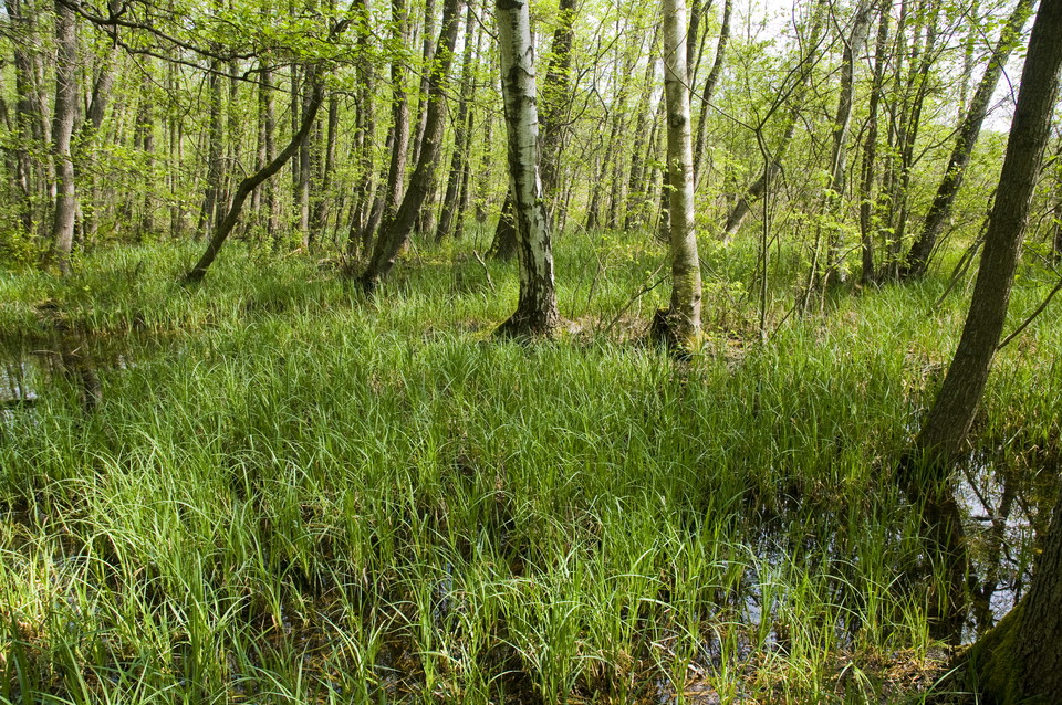 Sumplövskog.