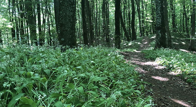 Lövestads åsar, Naturreservat