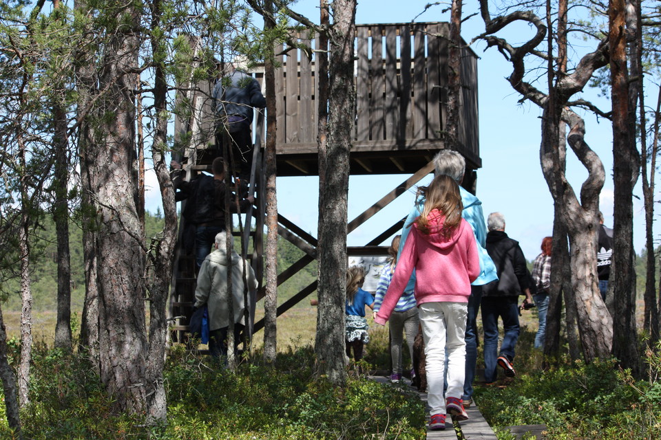 Tre vuxna är på väg upp till ett fågeltorn som står framför en mosse. Det är många människor runtom fågeltornet och flera träd.
