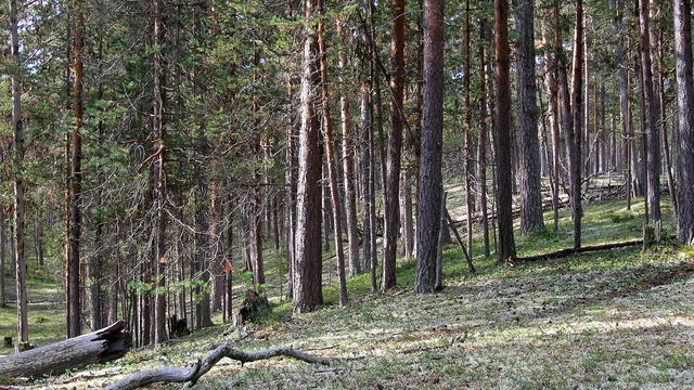 Linalinkka