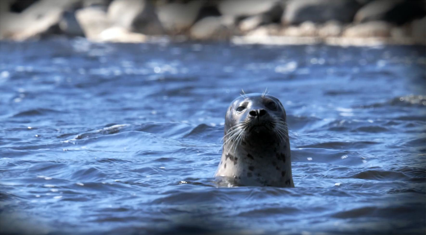 Knubbsäl, Kalmarsund