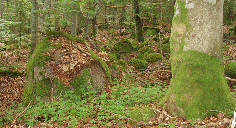 Fotograf: Anna Lindberg