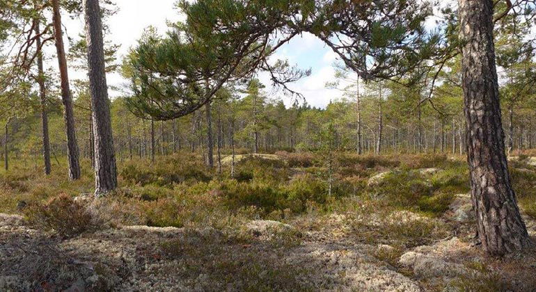 Gamla tallar.