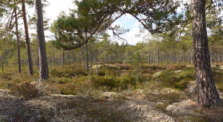 Gamla tallar.