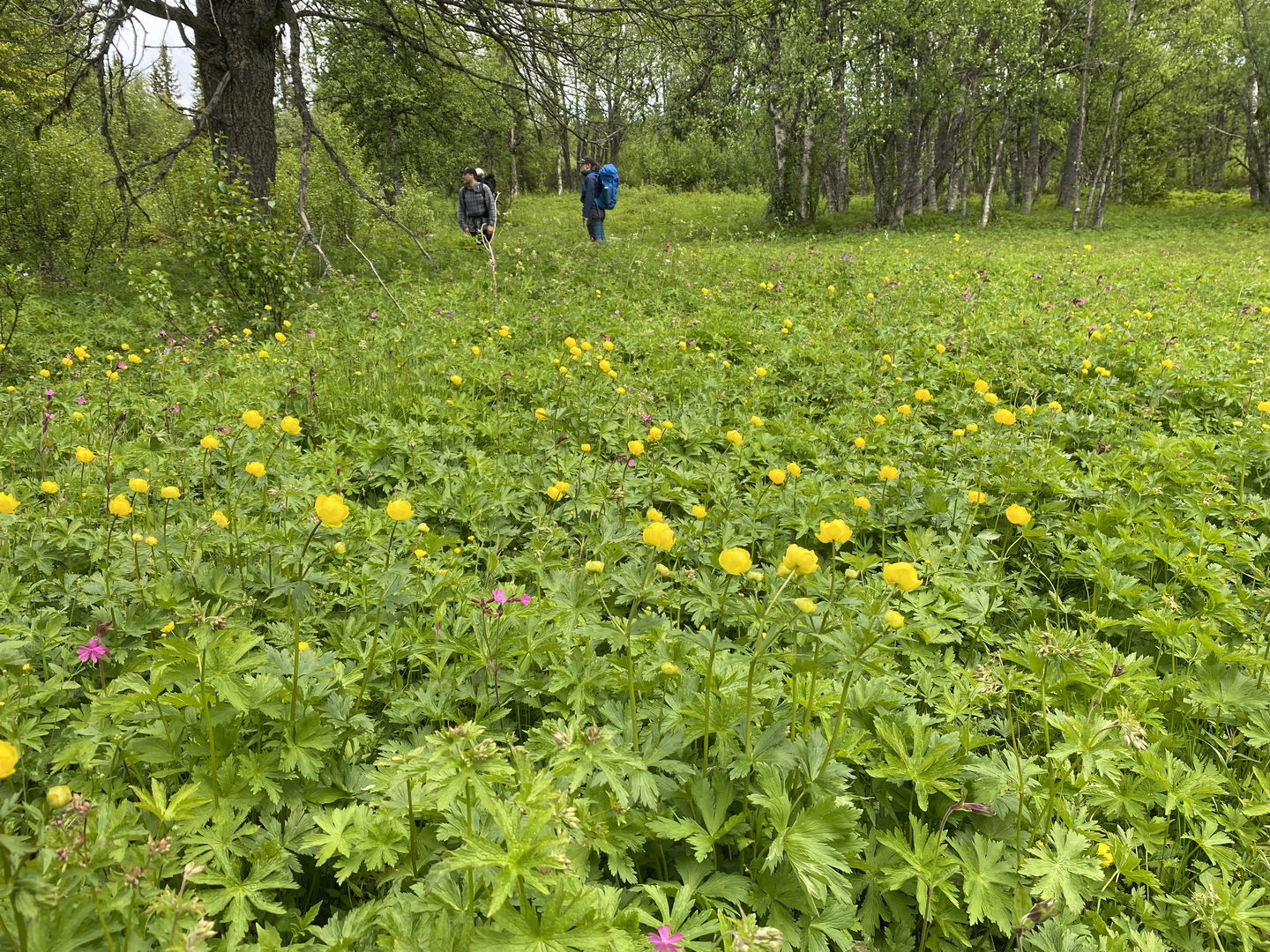 Vandringsleden Alsberget runt.