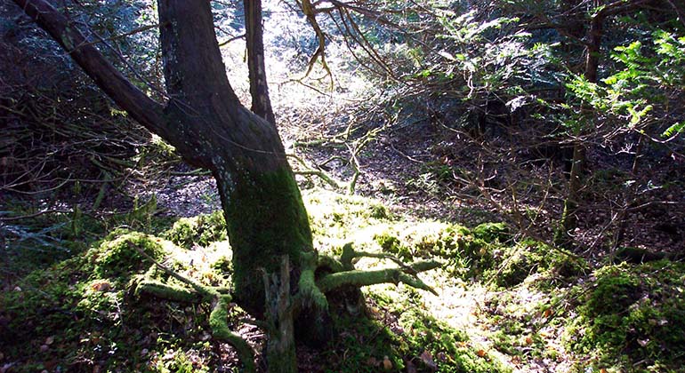 Fotograf: Anna Lindberg