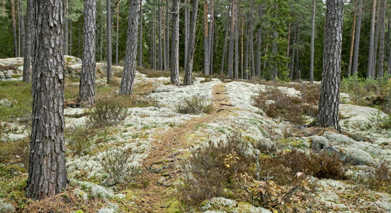 En vandringsled går i en rundslinga i reservatet