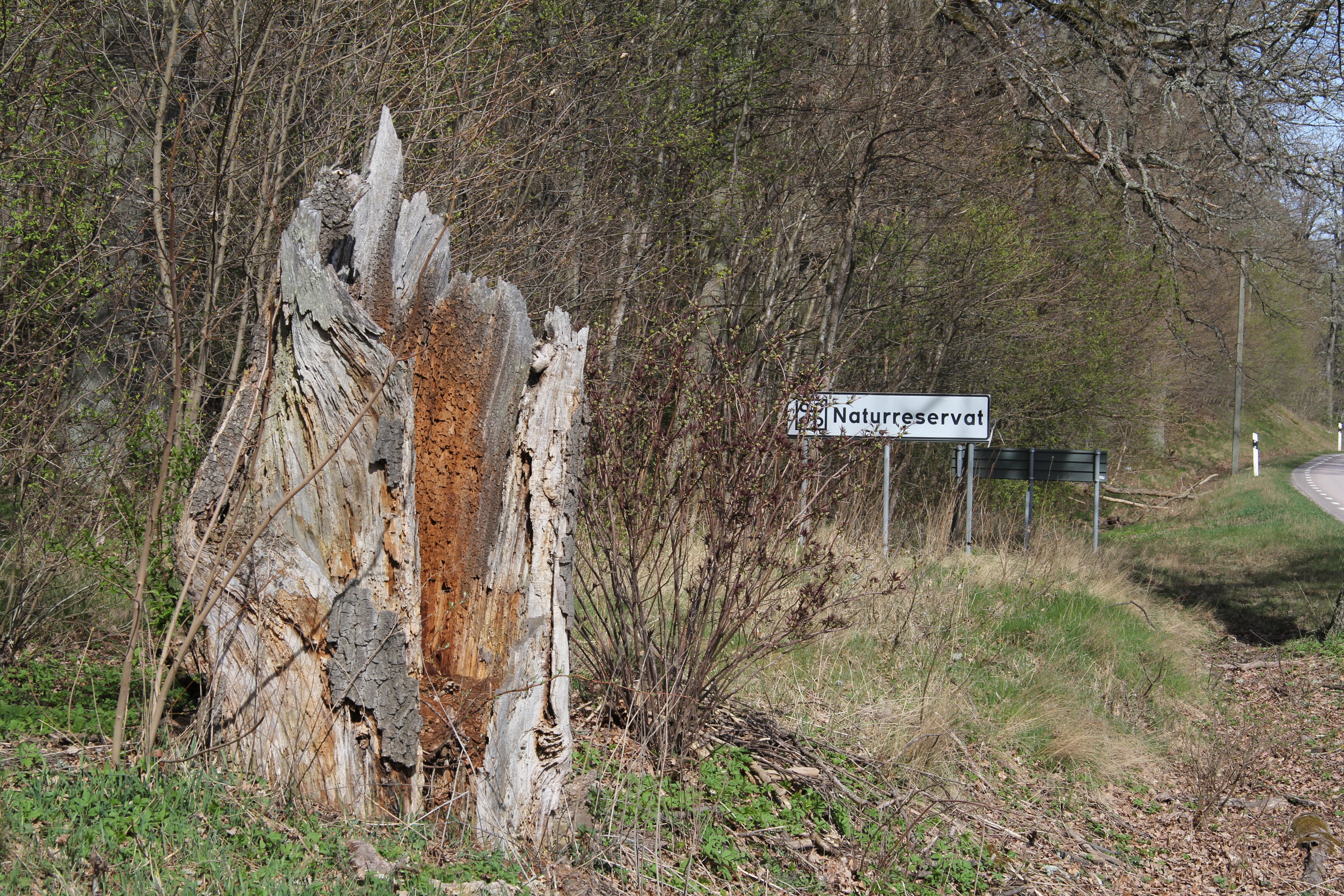 En död grov ihålig stubbe/trädstam. Bakom syns en skylt som visar att det är ett naturreservat.