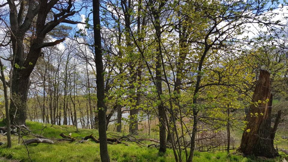 Ekbacke i Hustegaholm. Foto Lidingö stad
