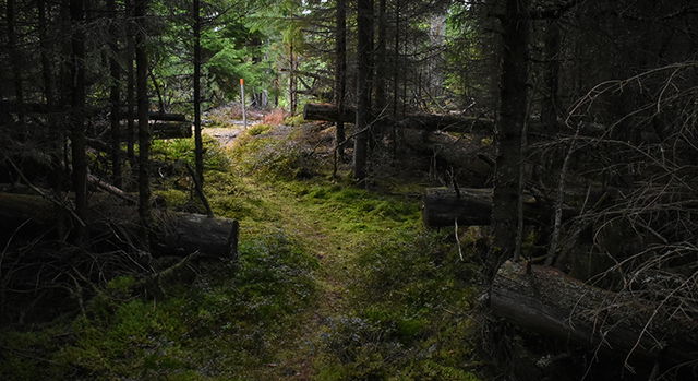 Vandringsled, Svartebro domänreservat