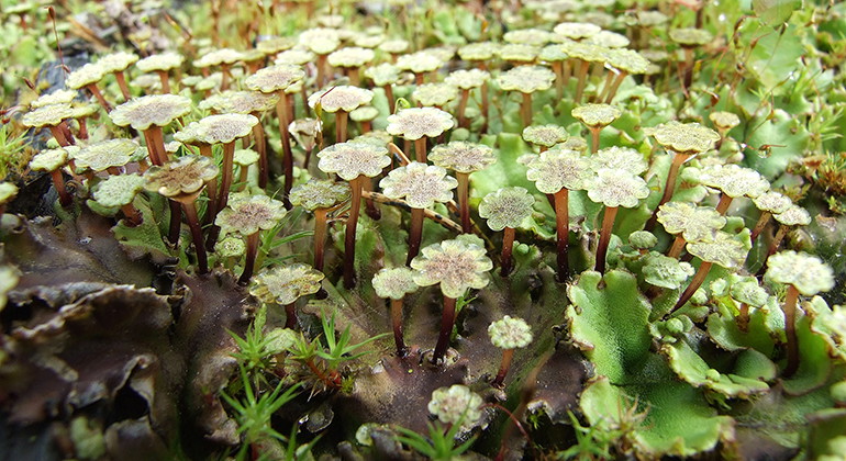 Lungmossa. 