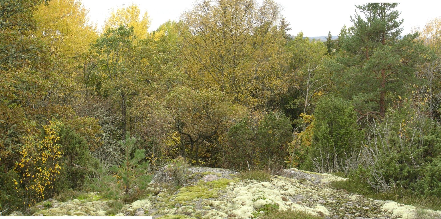 Mossbeklädd berghäll med skogen i bakgrunden.