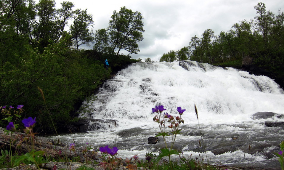 Vattenfall med blomma i förgrunden
