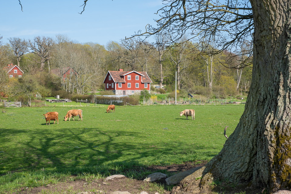 Betande kossor på äng