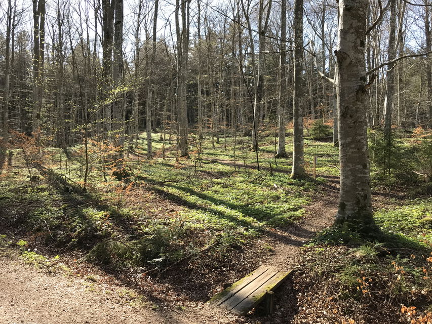 Bild: Sveaskog
