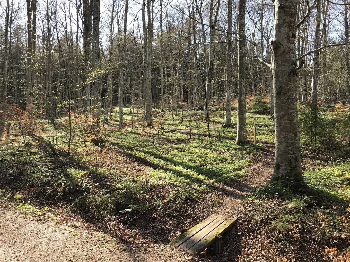 Bild: Sveaskog