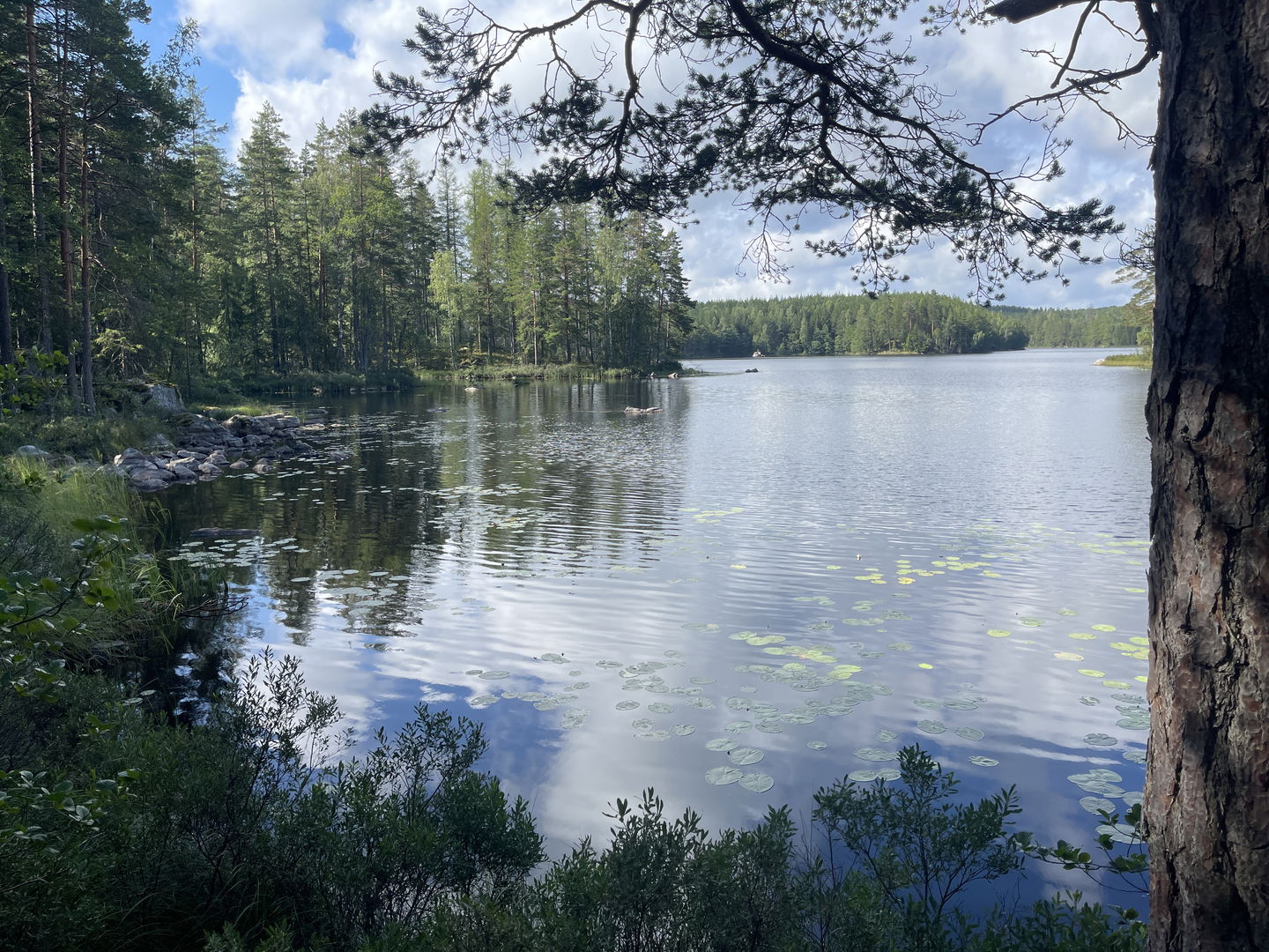 Skogssjö med vita näckrosor.