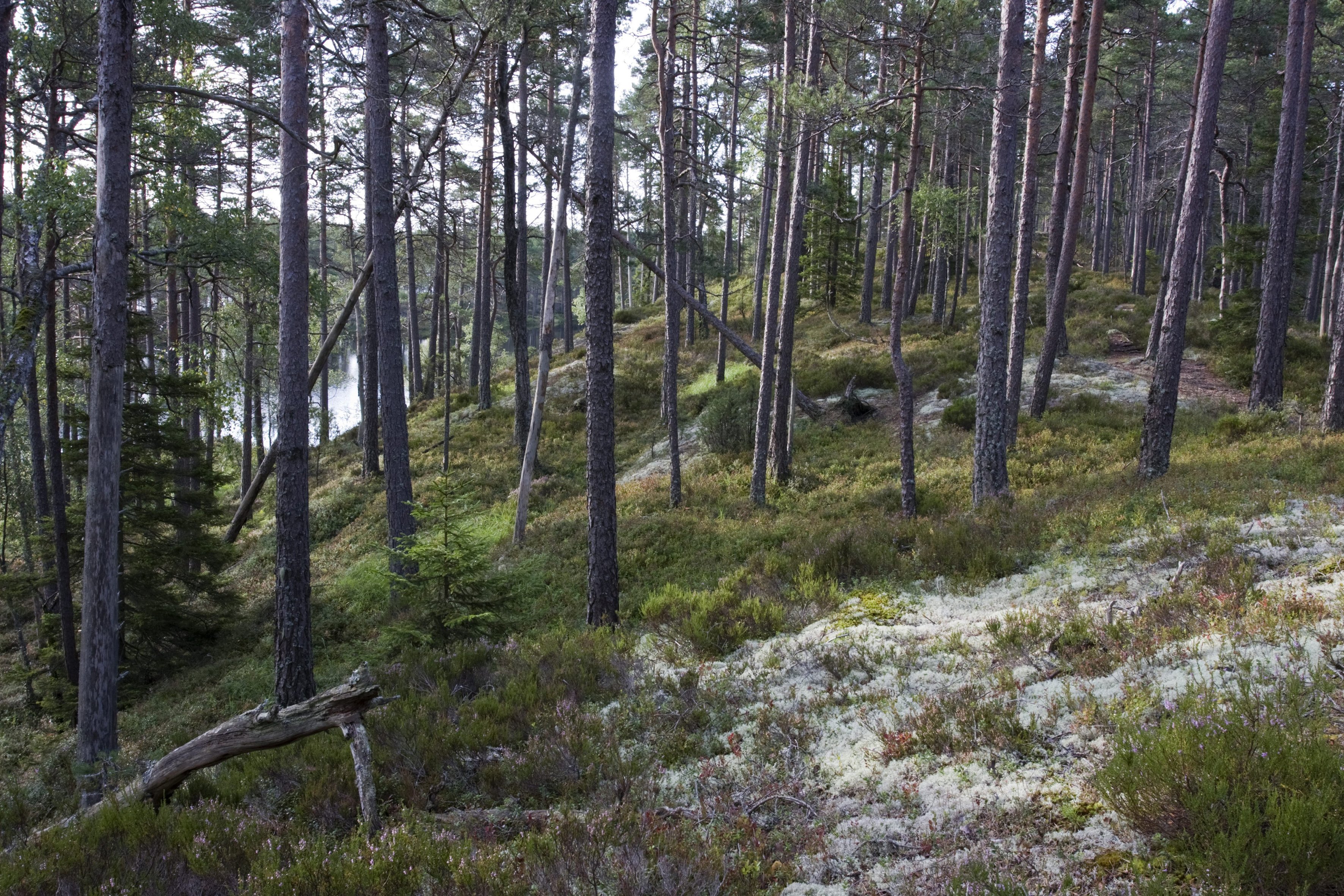 Tresticklan. Ett kargt vildmarksområde med tallklädda bergsryggar. Jan Schützer / IBL Bildbyrå.