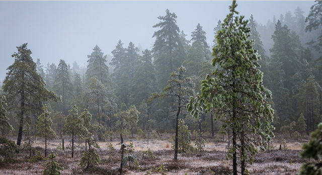 Hällåskullen, Naturreservat