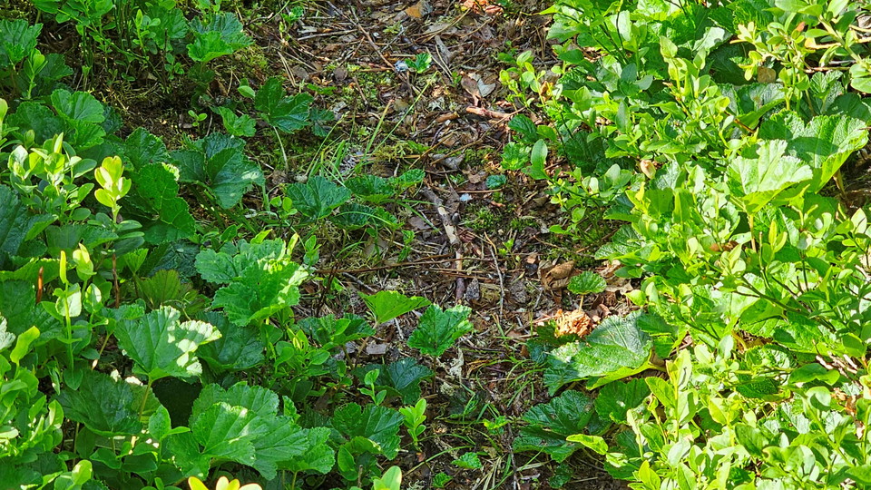 Hjortronblad och blåbärsris.