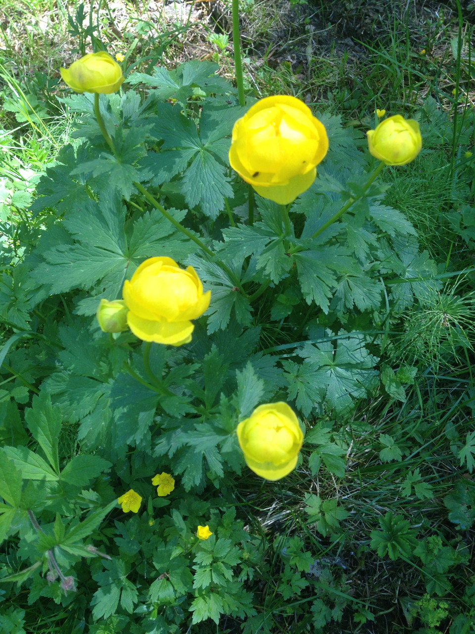 Försommar med blomprakt