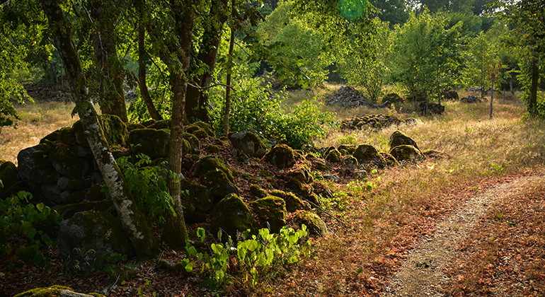 Foto: Länsstyrelsen i Kronbergs län