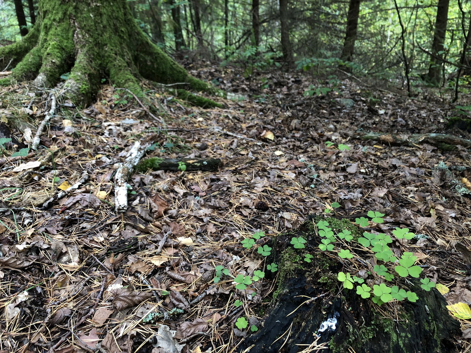 Trädstam och stubbe med grön mossa och klart grön harsyra växande uppe på.